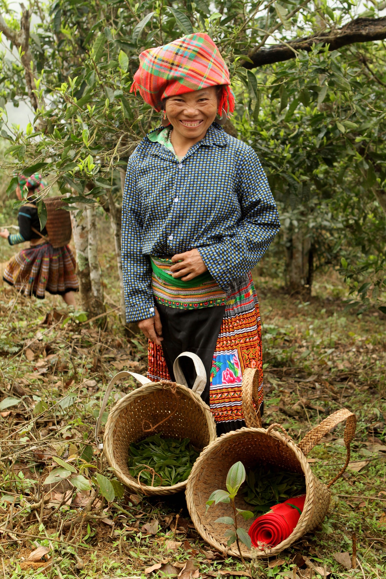 laotische erntehelferin auf tee plantage