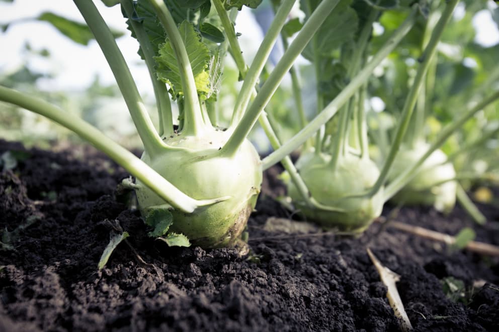 kohlrabi pflanzen auf einem feld