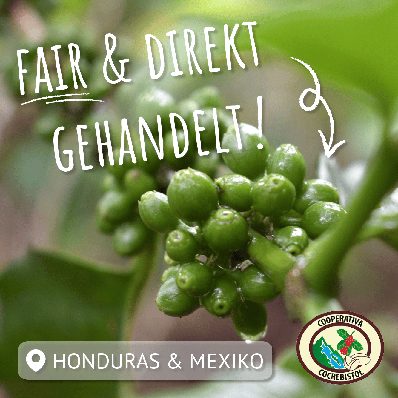 grüne kaffeekirschen an der pflanze mit aufschrift "fair gehandelt"