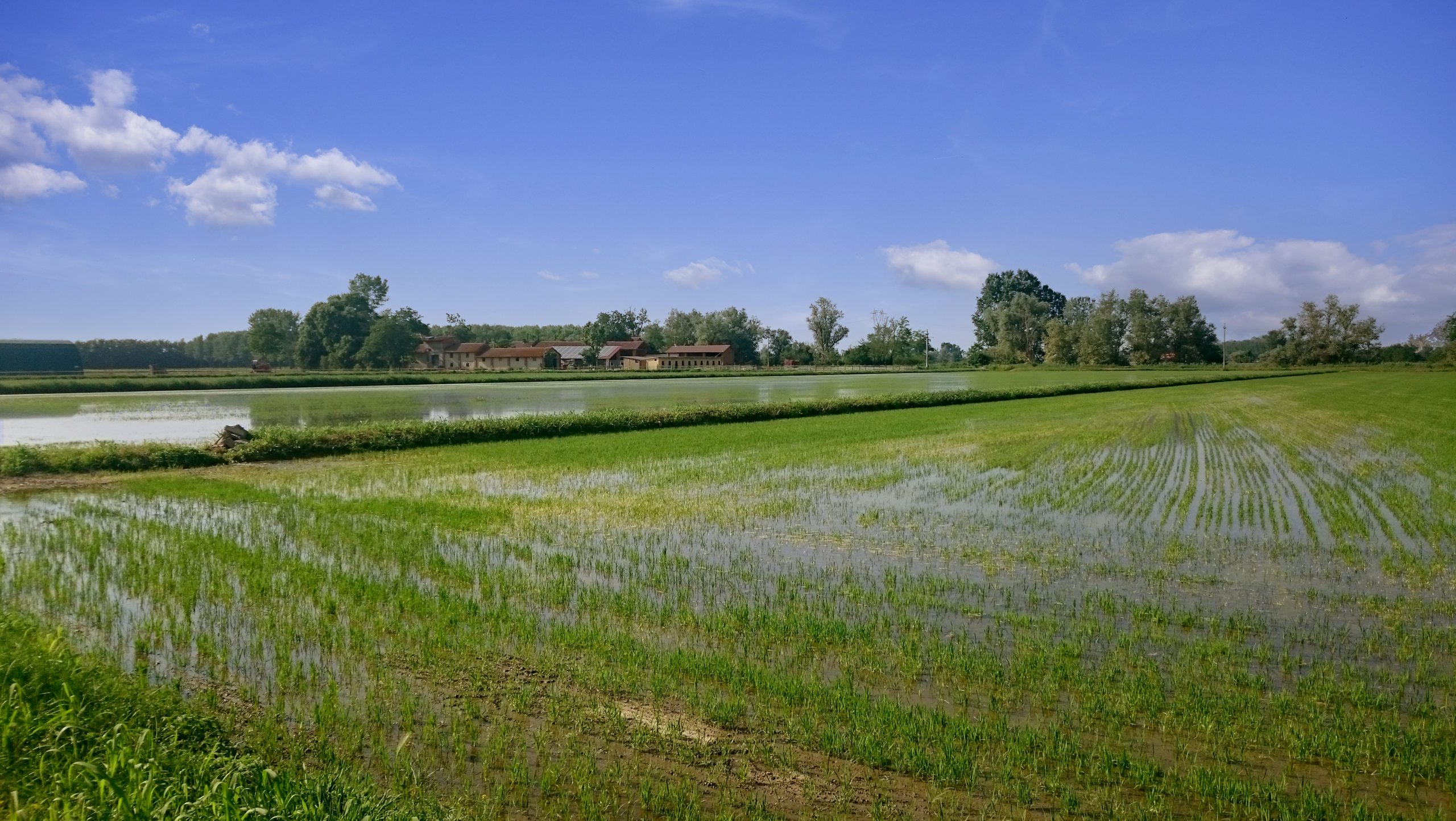 feuchtes reisfeld in italien