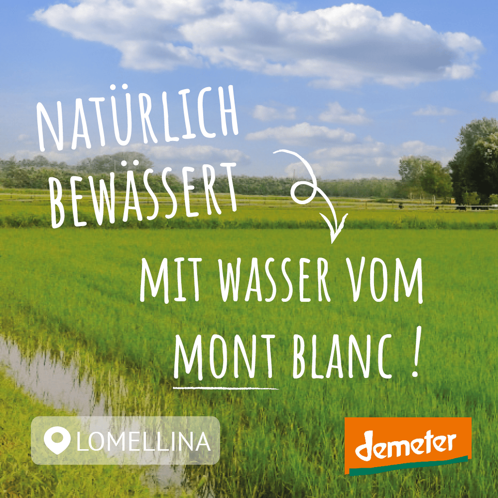 reisfeld in lomellina italien, demeter