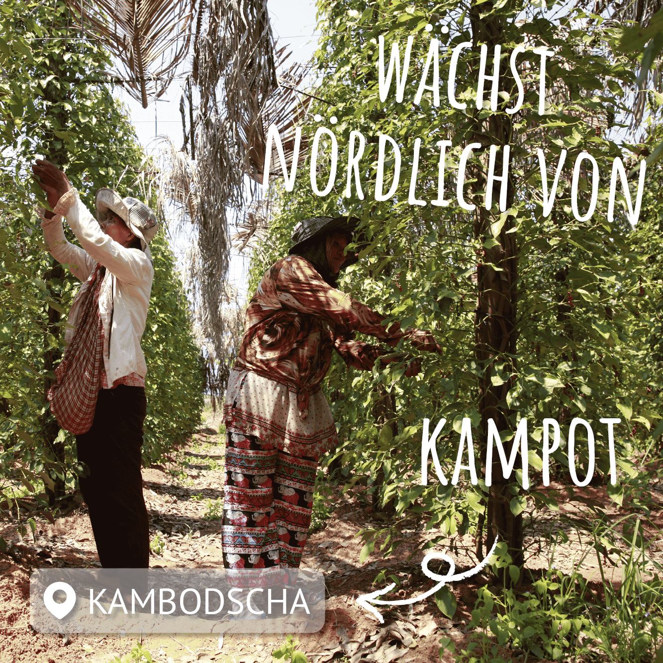 2 kambodschanische pflückerinnen bei der pfefferernte