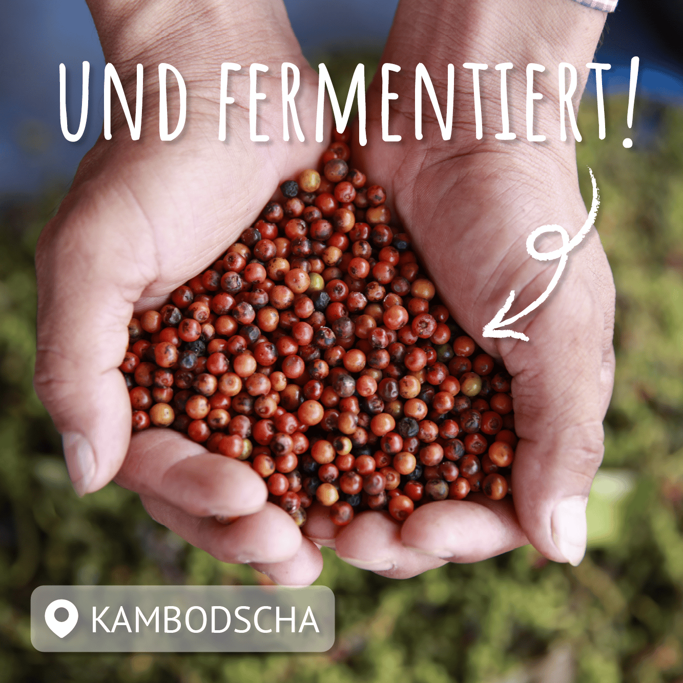 handvoll rotem pfeffer