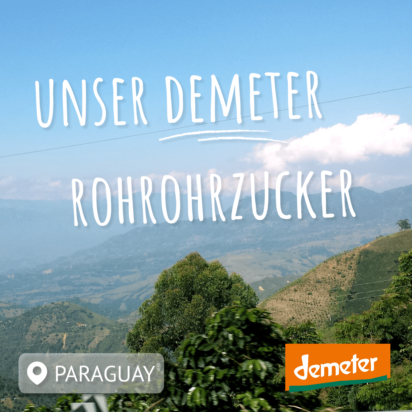 blick auf zuckerrohrplantage