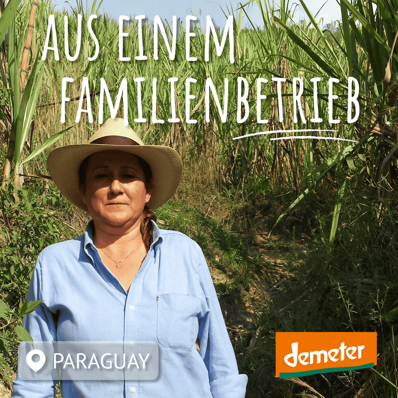 rohrzucker bäuerin vor rohrzuckerfeld