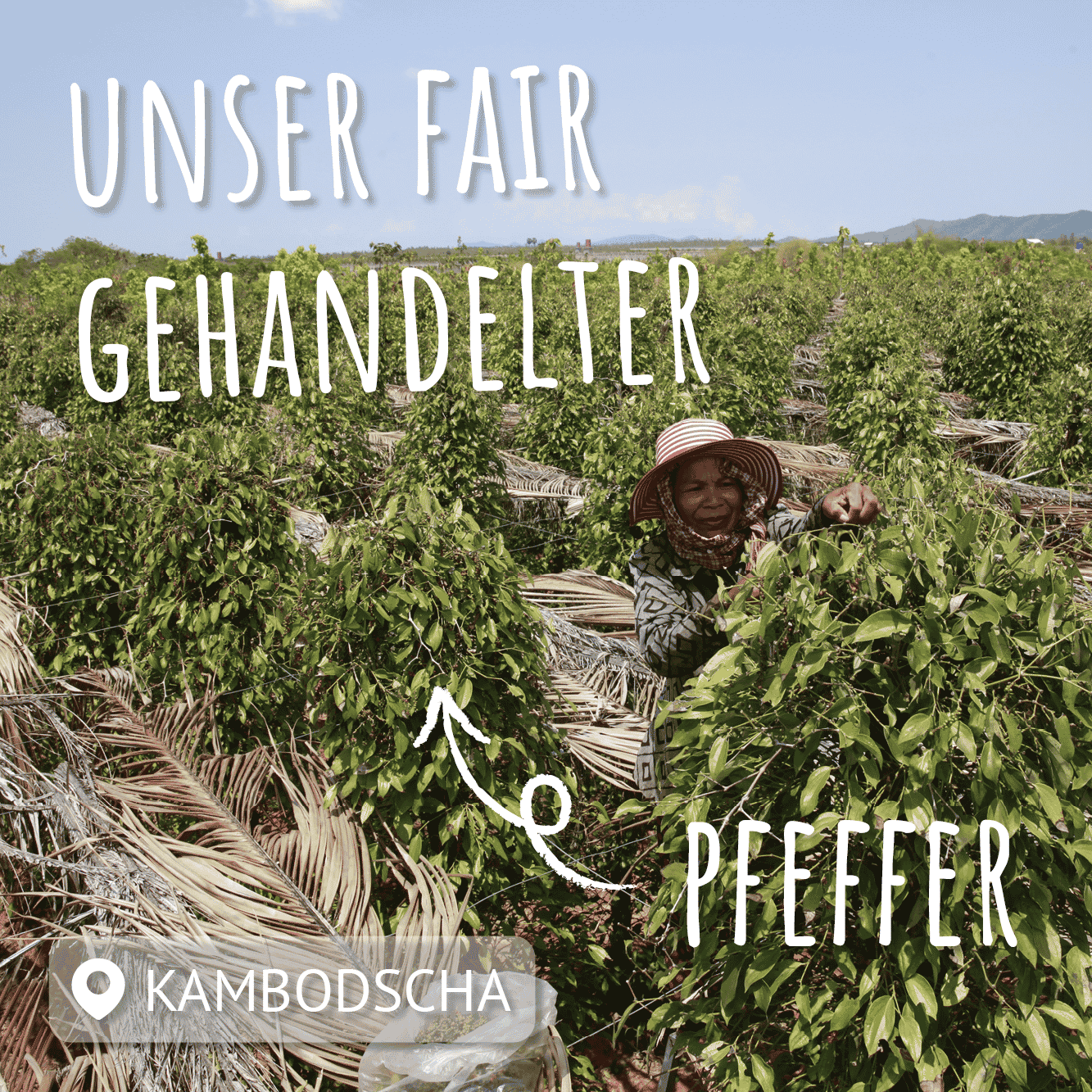 pfefferplantage mit kambodschanischer pflückerin