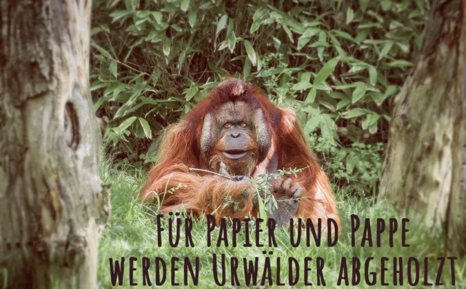 Orang-Utan in Wald Orang-Utan in Wald, der für Pappe abgeholzt wird